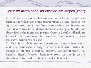 O ciclo do azoto pode ser dividido em etapas (cont): 4ª - A etapa seguinte desenrola-se no solo por acção das bactérias nitrificantes: umas transformam os iões amónio em água e nitritos; outras transformam os nitritos em nitratos, que são muito solúveis. Os nitratos, dissolvidos na água do solo, são absorvidos pelas raízes das plantas. O azoto é então utilizado na formação de moléculas de proteínas, aminoácidos, ácidos nucleicos, bases azotadas, etc. 5ª - Os animais obtêm o azoto a partir das plantas, alimentando-se delas e passando-o ao longo da cadeia alimentar. Finalmente, quando os animais e plantas morrem, são decompostos. As bactérias desnitrificantes libertam o azoto da amónia para a atmosfera na forma de azoto livre, fechando o ciclo. 