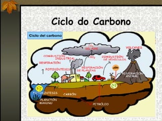 Ciclo do Carbono
 