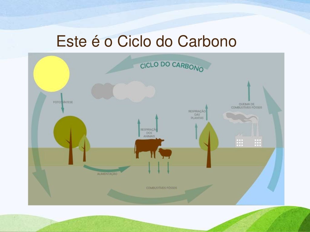 Como O Ciclo Do Carbono E Do Oxigenio Se Relacionam