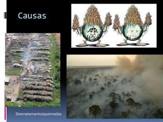 Causas
Superpopulação
Desmatamento/queimadas