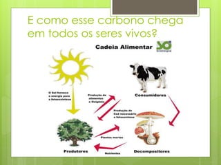E como esse carbono chega
em todos os seres vivos?
 