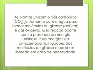 As plantas utilizam o gás carbônico
(CO2) juntamente com a água para
formar moléculas de glicose (açúcar)
e gás oxigênio. Essa reação ocorre
com a presença da energia
luminosa. Essa energia fica
armazenada nas ligações das
moléculas de glicose e pode ser
liberada em caso de necessidade.
 