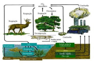 Ciclo do Carbono
 