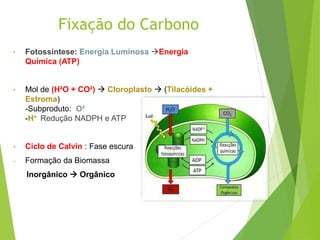 Fixação do Carbono
• Fotossíntese: Energia Luminosa Energia
Química (ATP)
• Mol de (H²O + CO²)  Cloroplasto  (Tilacóides +
Estroma)
-Subproduto: O²
-H+ Redução NADPH e ATP
• Ciclo de Calvin : Fase escura
- Formação da Biomassa
Inorgânico  Orgânico
 