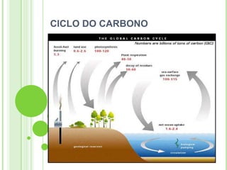 CICLO DO CARBONO
 