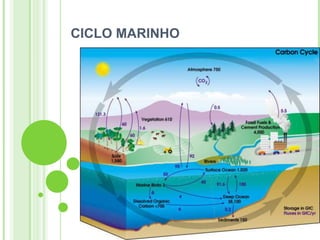 CICLO MARINHO
 