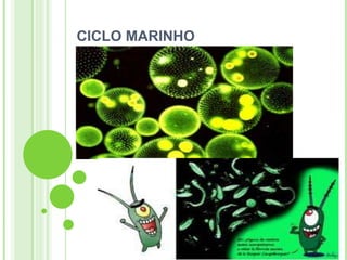 CICLO MARINHO
 