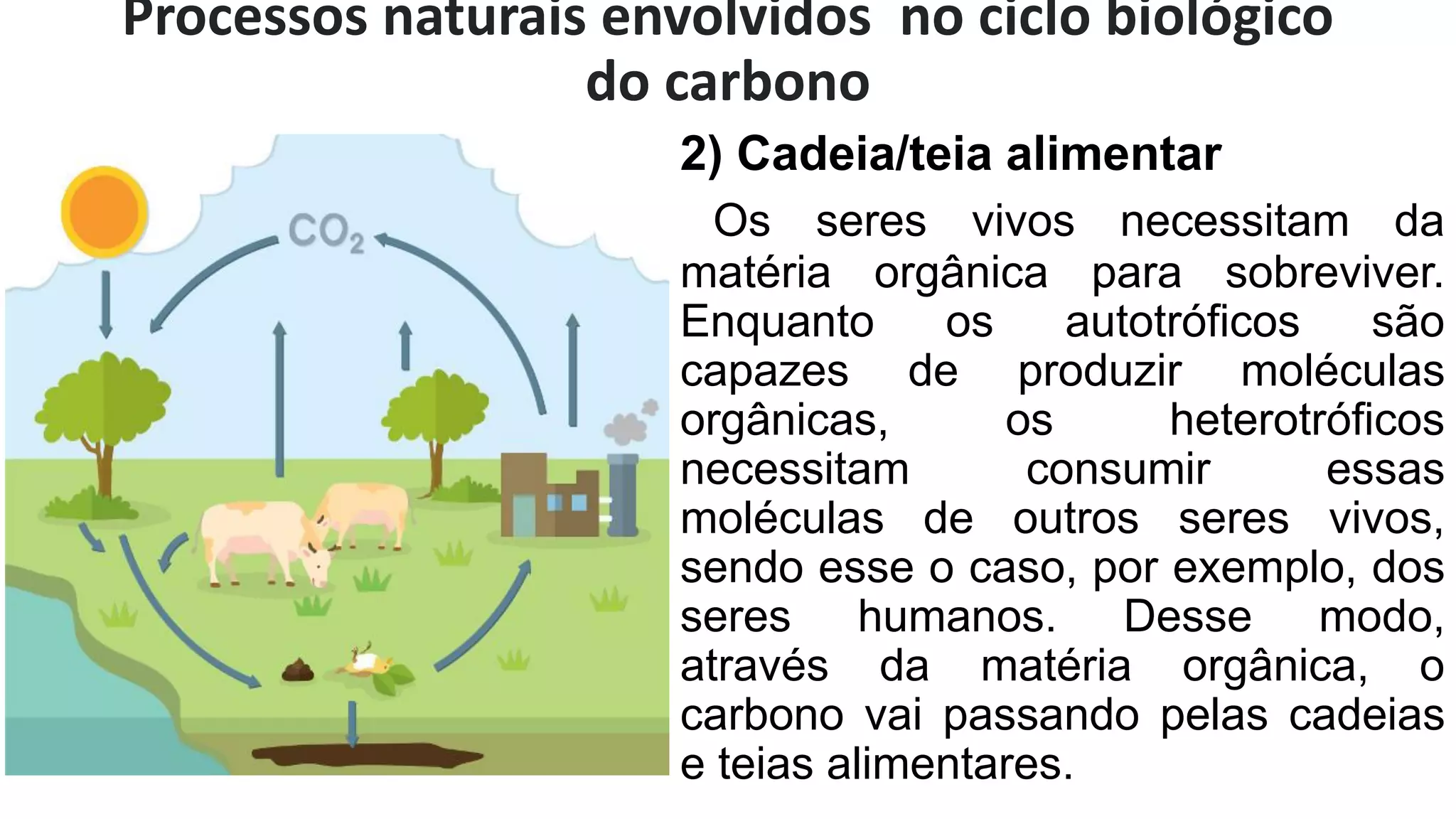Ciclo do carbono | PDF