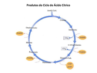 Produtos do Ciclo do Ácido Cítrico
 
