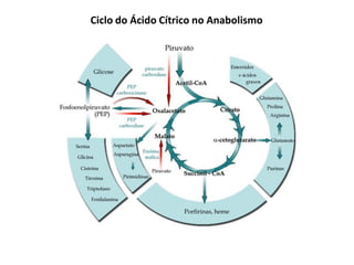 Ciclo do Ácido Cítrico no Anabolismo
 