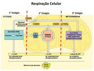 Respiração Celular
1° Estágio 2° Estágio 3° Estágio
 