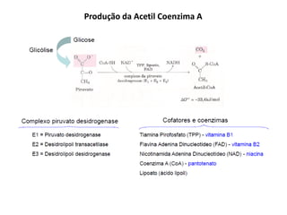 Produção da Acetil Coenzima A
 