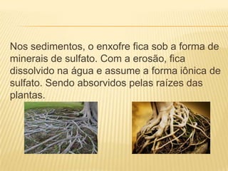 Nos sedimentos, o enxofre fica sob a forma de
minerais de sulfato. Com a erosão, fica
dissolvido na água e assume a forma iônica de
sulfato. Sendo absorvidos pelas raízes das
plantas.
 