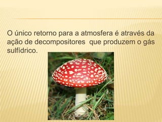 O único retorno para a atmosfera é através da
ação de decompositores que produzem o gás
sulfídrico.
 