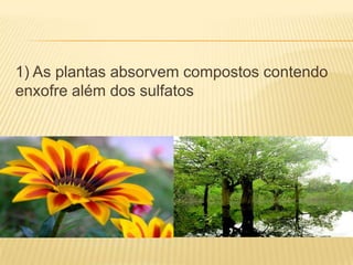 1) As plantas absorvem compostos contendo
enxofre além dos sulfatos
 