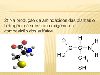 2) Na produção de aminoácidos das plantas o
hidrogênio é substitui o oxigênio na
composição dos sulfatos.
 
