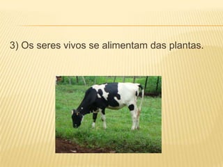 3) Os seres vivos se alimentam das plantas.
 