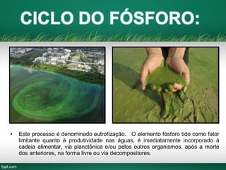 • Este processo é denominado eutrofização. O elemento fósforo tido como fator
limitante quanto à produtividade nas águas, é imediatamente incorporado à
cadeia alimentar, via planctônica e/ou pelos outros organismos, após a morte
dos anteriores, na forma livre ou via decompositores.
 