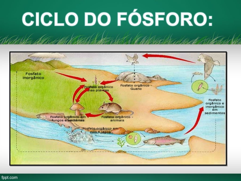 Ciclo do fósforo.