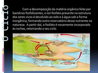 O Ciclo

Com a decomposição da matéria orgânica feita por
bactérias fosfolizantes, o íon fosfato presente na estrutura
dos seres vivos é devolvido ao solo e à água sob a forma
inorgânica, formando outro reservatório desse nutriente na
natureza. A partir daí, o fosfato é novamente incorporado
às rochas, retomando o seu ciclo.

 