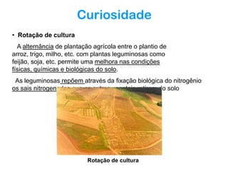 Curiosidade
• Rotação de cultura
A alternância de plantação agrícola entre o plantio de
arroz, trigo, milho, etc. com plantas leguminosas como
feijão, soja, etc. permite uma melhora nas condições
físicas, químicas e biológicas do solo.
As leguminosas repõem através da fixação biológica do nitrogênio
os sais nitrogenados que os outros vegetais retiram do solo

Rotação de cultura

 