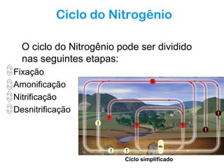 Ciclo do Nitrogênio
O ciclo do Nitrogênio pode ser dividido
nas seguintes etapas:
Fixação
Amonificação
Nitrificação
Desnitrificação

Ciclo simplificado

 