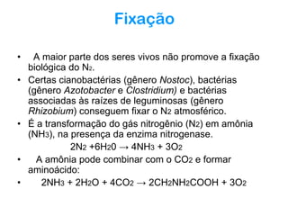 Fixação
•
•

•

•
•

A maior parte dos seres vivos não promove a fixação
biológica do N2.
Certas cianobactérias (gênero Nostoc), bactérias
(gênero Azotobacter e Clostridium) e bactérias
associadas às raízes de leguminosas (gênero
Rhizobium) conseguem fixar o N2 atmosférico.
É a transformação do gás nitrogênio (N2) em amônia
(NH3), na presença da enzima nitrogenase.
2N2 +6H20 → 4NH3 + 3O2
A amônia pode combinar com o CO2 e formar
aminoácido:
2NH3 + 2H2O + 4CO2 → 2CH2NH2COOH + 3O2

 