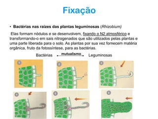 Fixação
• Bactérias nas raízes das plantas leguminosas (Rhizobium)
Elas formam nódulos e se desenvolvem, fixando o N2 atmosférico e
transformando-o em sais nitrogenados que são utilizados pelas plantas e
uma parte liberada para o solo. As plantas por sua vez fornecem matéria
orgânica, fruto da fotossíntese, para as bactérias.
Bactérias

mutualismo

Leguminosas

 
