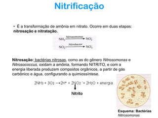 Nitrificação
• É a transformação de amônia em nitrato. Ocorre em duas etapas:
nitrosação e nitratação.

Nitrosação: bactérias nitrosas, como as do gênero Nitrosomonas e
Nitrosococcus, oxidam a amônia, formando NITRITO, e com a
energia liberada produzem compostos orgânicos, a partir de gás
carbônico e água, configurando a quimiossíntese.

Esquema: Bactérias
Nitrosomonas

 