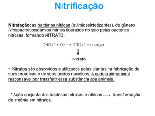 Nitrificação
Nitratação: as bactérias nítricas (quimiossintetizantes), do gênero
Nitrobacter, oxidam os nitritos liberados no solo pelas bactérias
nitrosas, formando NITRATO.

• Nitratos são absorvidos e utilizados pelas plantas na fabricação de
suas proteínas e de seus ácidos nucléicos. A cadeia alimentar é
responsável por transferir essa substância aos animais.

* Ação conjunta das bactérias nitrosas e nítricas
de amônia em nitratos.

transformação

 