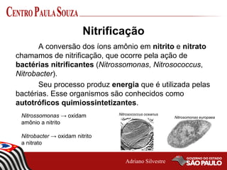 Ciclo do Nitrogênio | PDF