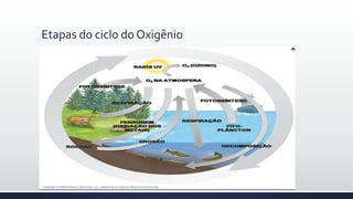 Etapas do ciclo do Oxigênio
 
