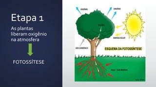 Etapa 1
As plantas
liberam oxigênio
na atmosfera
FOTOSSÍTESE
 