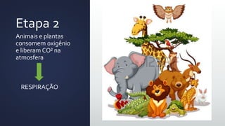 Etapa 2
Animais e plantas
consomem oxigênio
e liberam CO² na
atmosfera
RESPIRAÇÃO
 