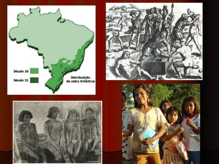 Porque Os Portugueses Exploravam O Pau Brasil