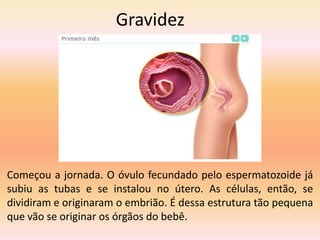 Gravidez
Começou a jornada. O óvulo fecundado pelo espermatozoide já
subiu as tubas e se instalou no útero. As células, então, se
dividiram e originaram o embrião. É dessa estrutura tão pequena
que vão se originar os órgãos do bebê.
 
