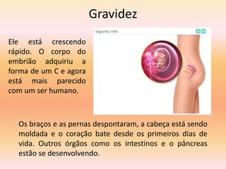Gravidez
Ele está crescendo
rápido. O corpo do
embrião adquiriu a
forma de um C e agora
está mais parecido
com um ser humano.
Os braços e as pernas despontaram, a cabeça está sendo
moldada e o coração bate desde os primeiros dias de
vida. Outros órgãos como os intestinos e o pâncreas
estão se desenvolvendo.
 