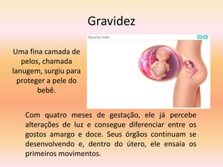 Gravidez
Uma fina camada de
pelos, chamada
lanugem, surgiu para
proteger a pele do
bebê.
Com quatro meses de gestação, ele já percebe
alterações de luz e consegue diferenciar entre os
gostos amargo e doce. Seus órgãos continuam se
desenvolvendo e, dentro do útero, ele ensaia os
primeiros movimentos.
 