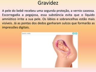 Gravidez
A pele do bebê recebeu uma segunda proteção, a vernix caseosa.
Escorregadia a pegajosa, essa substância evita que o líquido
amniótico irrite a sua pele. Os lábios e sobrancelhas estão mais
visíveis. Já as pontas dos dedos ganharam sulcos que formarão as
impressões digitais.
 