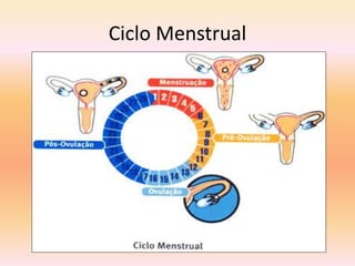 Ciclo Menstrual
 