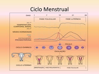 Ciclo Menstrual
 