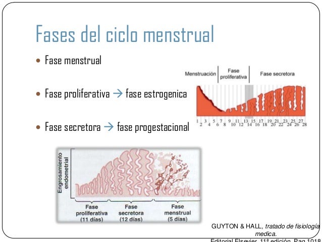 Fases del ciclo menstrual