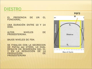  EL PRESENCIA DE UN CL
FUNCIONAL.
 UNA DURACIÓN ENTRE 10 Y 14
DÍAS.
 ALTOS NIVELES DE
PROGESTERONA.
 BAJOS NIVELES DE FSH.
 SE FINALIZA CON LA SECRECION
DE PGF2α del ÚTERO, LO CUAL
RESULTA EN REGRESIÓN DEL CL
Y EN LA REDUCCIÓN DE LA
PRODUCCIÓN DE
PROGESTERONA
PGF2
α
 