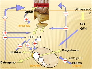 Progesterona
HIPOTALAMO
Estrogeno
HIPOFISIS
FSH LH
GnRH
Inhibina
UTERO
PGF2α
destruye CL
GH
IGF-I
Alimentació
n
OVARIO
Dr. Cesar A. Gomez V.
 