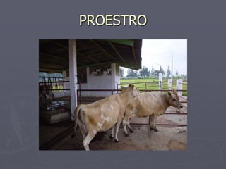 Proestro Ciclo estral de la vaca | PPTX