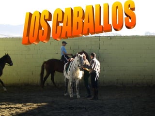 LOS CABALLOS 29/04/10 ALF 2009/10
