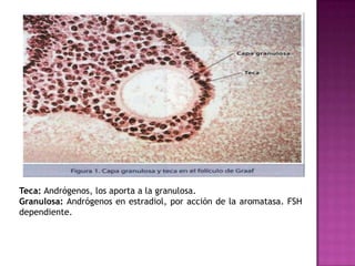 Teca: Andrógenos, los aporta a la granulosa.
Granulosa: Andrógenos en estradiol, por acción de la aromatasa. FSH
dependiente.
 