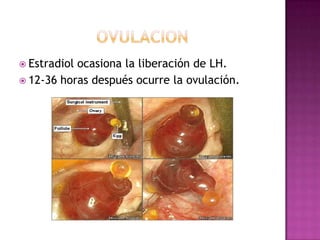  Estradiol ocasiona la liberación de LH.
 12-36 horas después ocurre la ovulación.
 