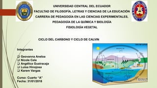 UNIVERSIDAD CENTRAL DEL ECUADOR
FACULTAD DE FILOSOFÍA, LETRAS Y CIENCIAS DE LA EDUCACIÓN
CARRERA DE PEDAGOGÍA EN LAS CIENCIAS EXPERIMENTALES,
PEDAGOGÍA DE LA QUÍMICA Y BIOLOGÍA
FISIOLOGÍA VEGETAL
CICLO DEL CARBONO Y CICLO DE CALVIN
Integrantes
 Geovanna Aneloa
 Nicole Cela
 Angélica Guairacaja
 Luisa Hinojosa
 Karem Vargas
Curso: Cuarto “A”
Fecha: 31/01/2018
 