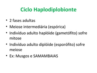 Ciclo Haplodiplobionte
• 2 fases adultas
• Meiose intermediária (espórica)
• Indivíduo adulto haplóide (gametófito) sofre
  mitose
• Indivíduo adulto diplóide (esporófito) sofre
  meiose
• Ex: Musgos e SAMAMBAIAS
 